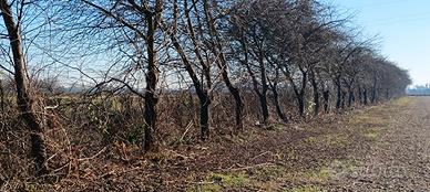 GRATIS - Potatura / Legna / Cippato