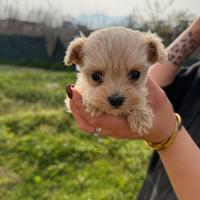 Maltipoo mini toy