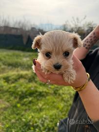Maltipoo mini toy
