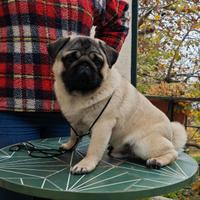 Cucciolone carlino maschio disponibile