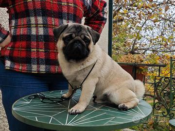 Cucciolone carlino maschio disponibile