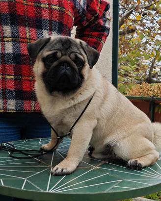 Cucciolone carlino maschio disponibile