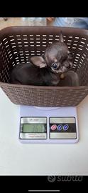 Chihuahua mini Toy