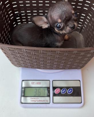 Chihuahua mini Toy
