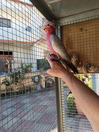 Cacatua rasecapilla
