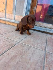 Bassotto cioccolato