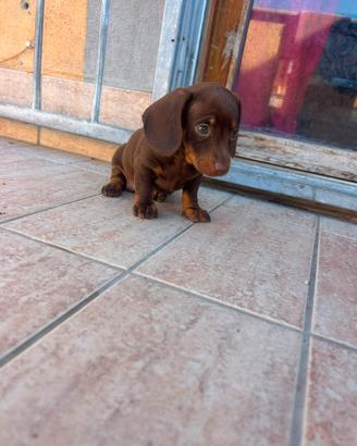 Bassotto cioccolato