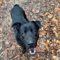 Incrocio Labrador e Pastore tedesco