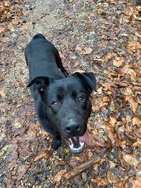 Incrocio Labrador e Pastore tedesco