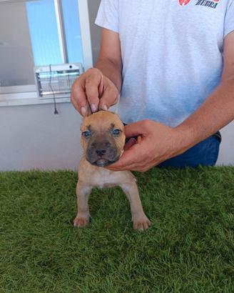 American pit bull terrier maschio fawn sable