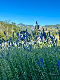 Terreno agricolo