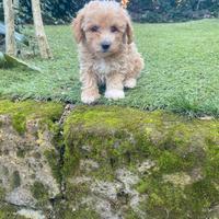 Maltipoo cuccioli