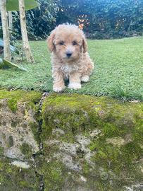 Maltipoo cuccioli