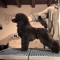 Barbone nano nero barboncino