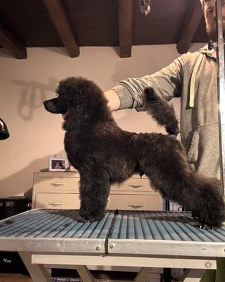 Barbone nano nero barboncino