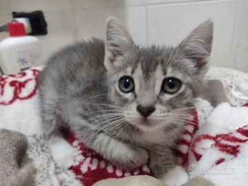 Ketty gattina 2 mesi