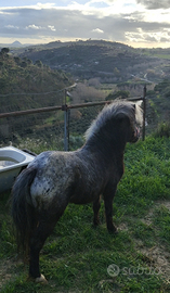 Pony