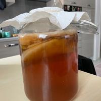 Kombucha scoby+ 300ml starter+ barattolo vetro