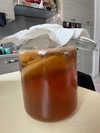 Kombucha scoby+ 300ml starter+ barattolo vetro