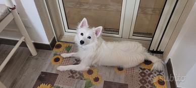 Cagnolina volpina bianca