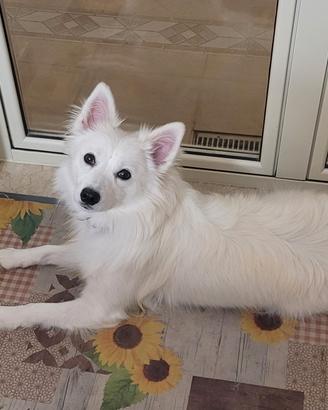 Cagnolina volpina bianca
