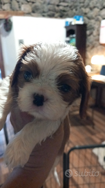 Cuccioli di cavalier king pedigree Enci