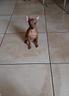 cuccioli-di-pinscher-toy-colore-rosso-cervo