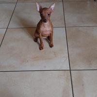 Cuccioli di Pinscher Toy colore Rosso Cervo