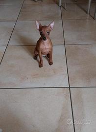 Cuccioli di Pinscher Toy colore Rosso Cervo