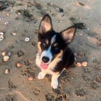 Border collie tricolor