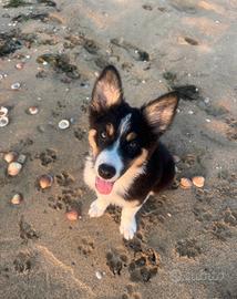 Border collie tricolor