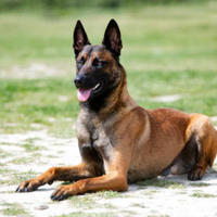 Pastore Belga Malinois cuccioli