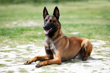 Pastore Belga Malinois cuccioli