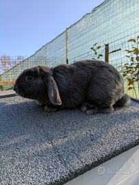 Ariete Blu di Vienna Nano