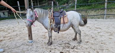 Poni 6 anni