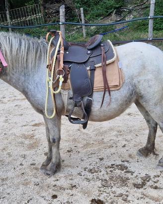 Poni 6 anni