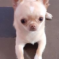 Chihuahua mini toy