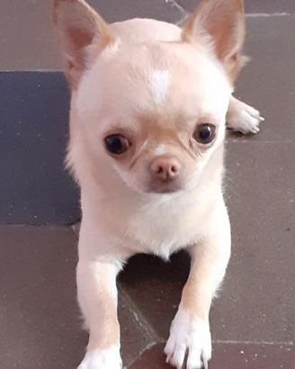 Chihuahua mini toy