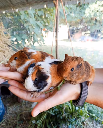 Cuccioli porcellini d'india