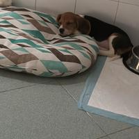 Cucciolo beagle