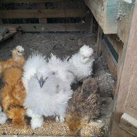 Galline moroseta e cocincina