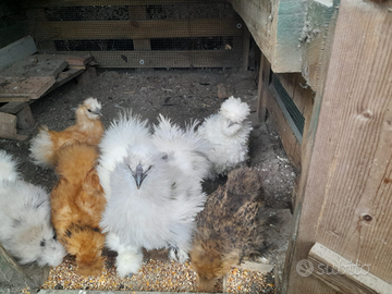 Galline moroseta e cocincina