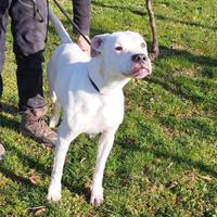 Kyra dogo argentino in adozione