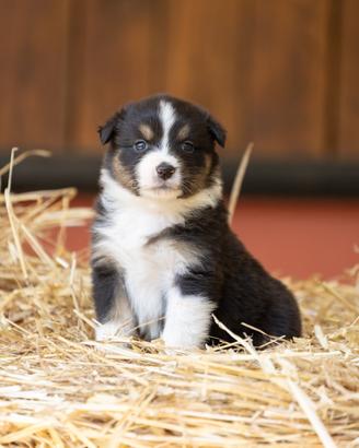 Cucciole Australian Shepherd