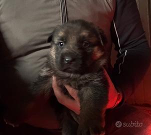 Cuccioli di pastore tedesco