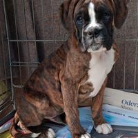 Boxer cuccioli