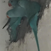 Parrocchetto dal collare