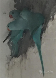 Parrocchetto dal collare