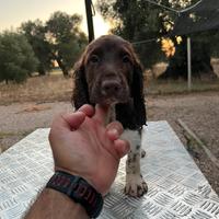 Cucciolo di Springer