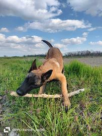 Cucciolo pastore Belga Malinos